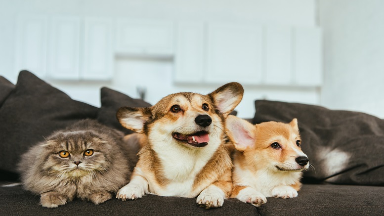 Pet-friendly Home